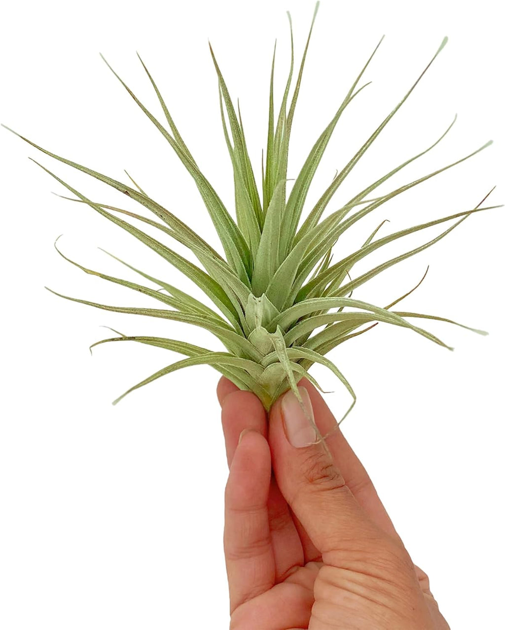 ragnaroc Air Plants - Flowering Tillandsia Lilla Lilac, Large 5" - 3ct - Live Arrival Guaranteed - House Plants for Home Decor & Gift