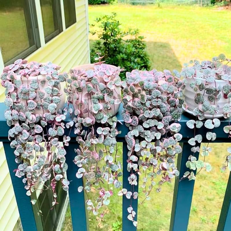 Ceropegia Woodii Variegated String of Hearts Live Plant, Rare Succulent Houseplant Indoor Home Decoration