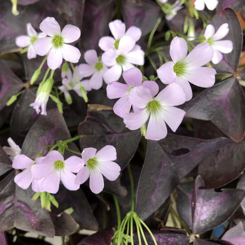 Oxalis Triangularis Live Plant, 4"-6" Purple Leaves Oxalis Plant,Outdoor Indoor Garden, Purple Shamrock Plant Live Potted for Planting