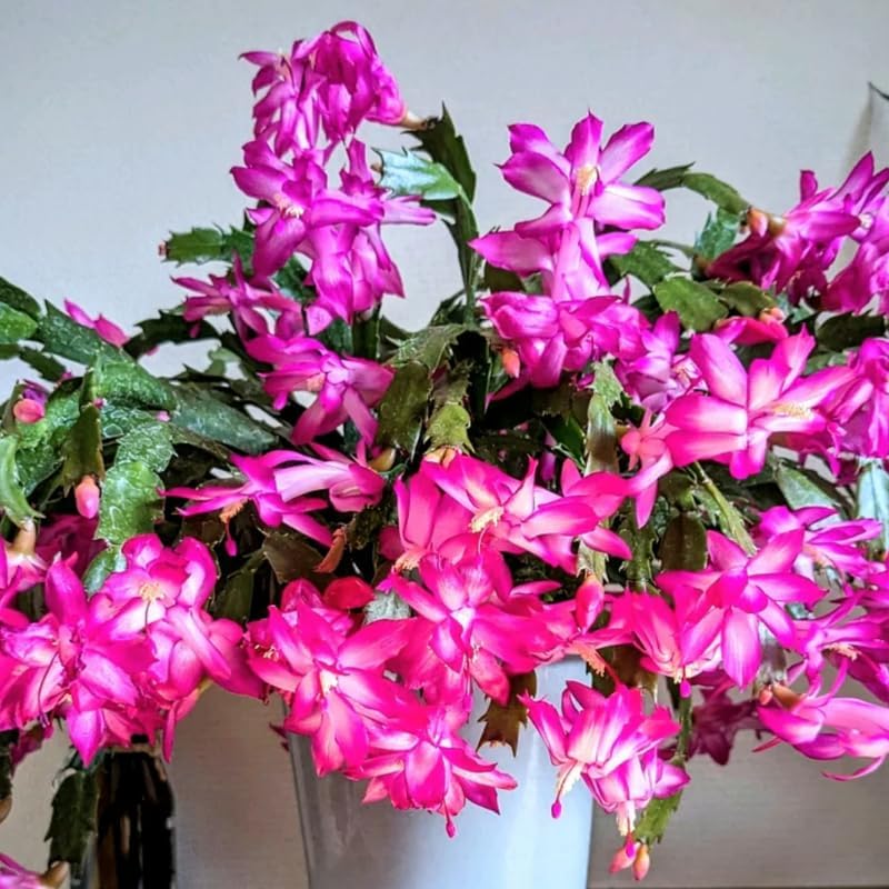 2 Christmas Cactus Plants Live, Holiday Blooming Indoor Plants Live Houseplants, Hanging Baskets Easy Care, Well-Rooted 5-8" Tall, No Pot, Bareroots, Single Stems (Pink Christmas Cactus)