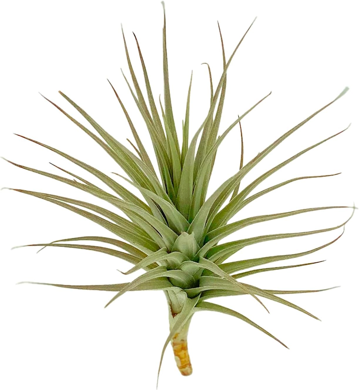 ragnaroc Air Plants - Flowering Tillandsia Lilla Lilac, Large 5" - 1ct - Live Arrival Gauranteed - House Plants for Home Decor & Gift