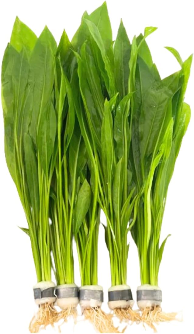 5X Amazon Sword Echinodorus Bleheri Bundle Aquarium Live Plant for Fish Tank Decoration