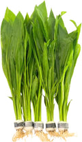 5X Amazon Sword Echinodorus Bleheri Bundle Aquarium Live Plant for Fish Tank Decoration