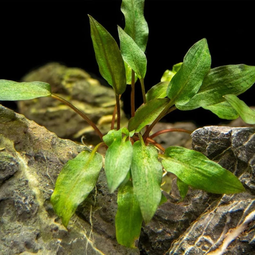 Red Cryptocoryne Wendtii Live Freshwater Aquarium Plants, Live Aquarium Pond Aquatic Plant