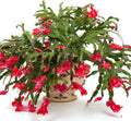 True Thanksgiving Cactus Plant Live in 4" Pot, Ready to Bloom, Holiday Christmas Cactus Plants Live, Red Blooms
