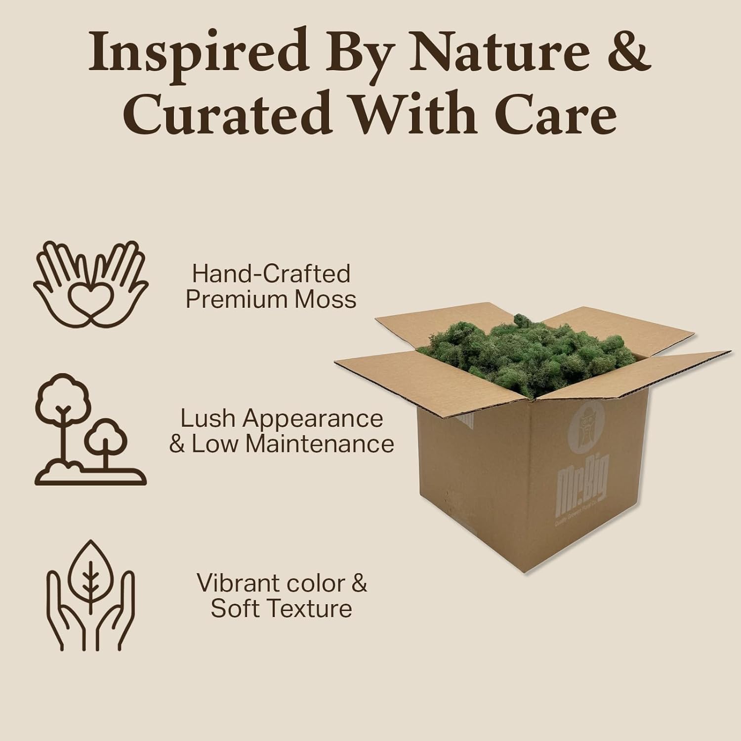 Preserved Reindeer Moss - Moss for Crafts, Home Decor, Art, Design & DIY Projects - Non-Toxic - USA Made (Basil, Standard Box)