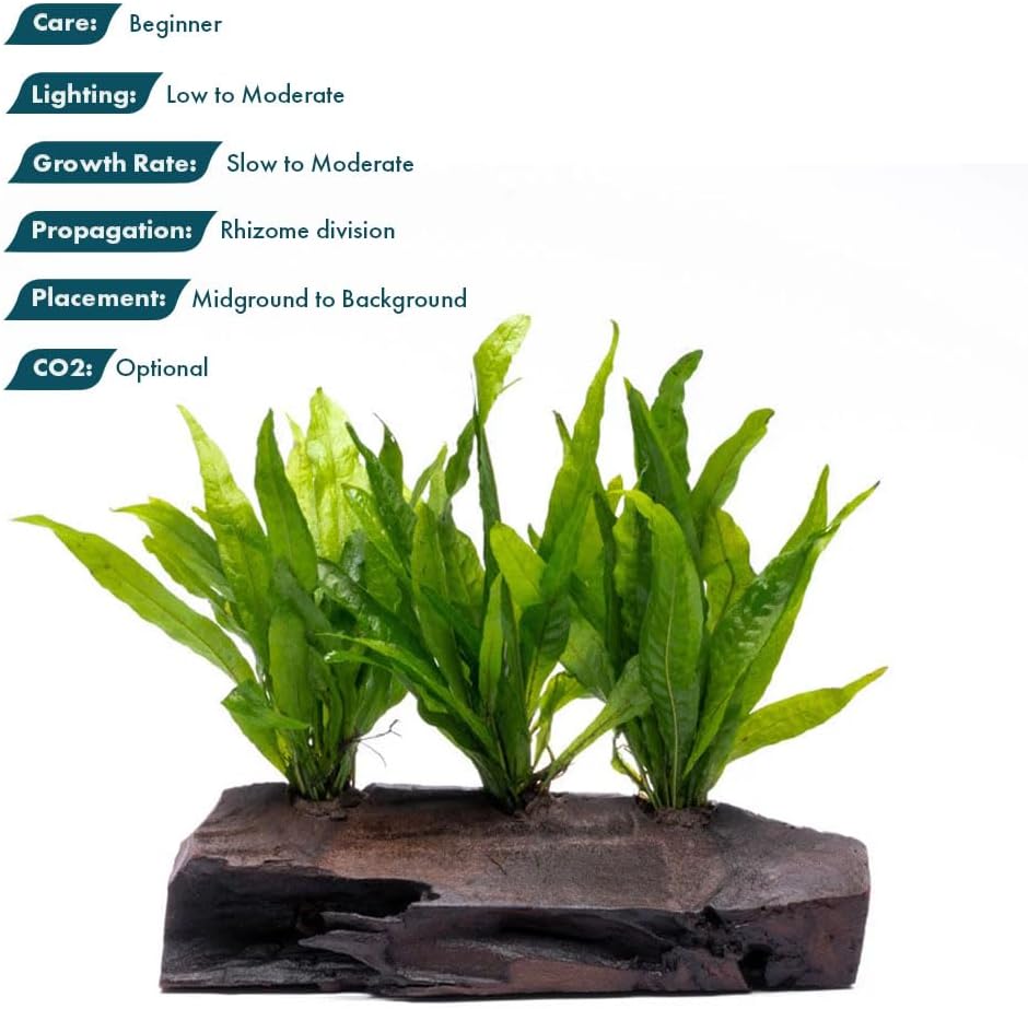 SubstrateSource Live Aquarium Plants on Driftwood, Lava Rock, Moss Mat - Freshwater Fish Tank Plants (Java Fern, Driftwood (Large))