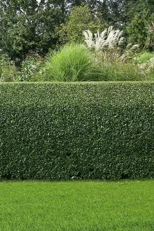 Soft Touch Compact Japanese Holly | 3 Live Plants | Ilex crenata | Low Maintenance Evergreen Shrub