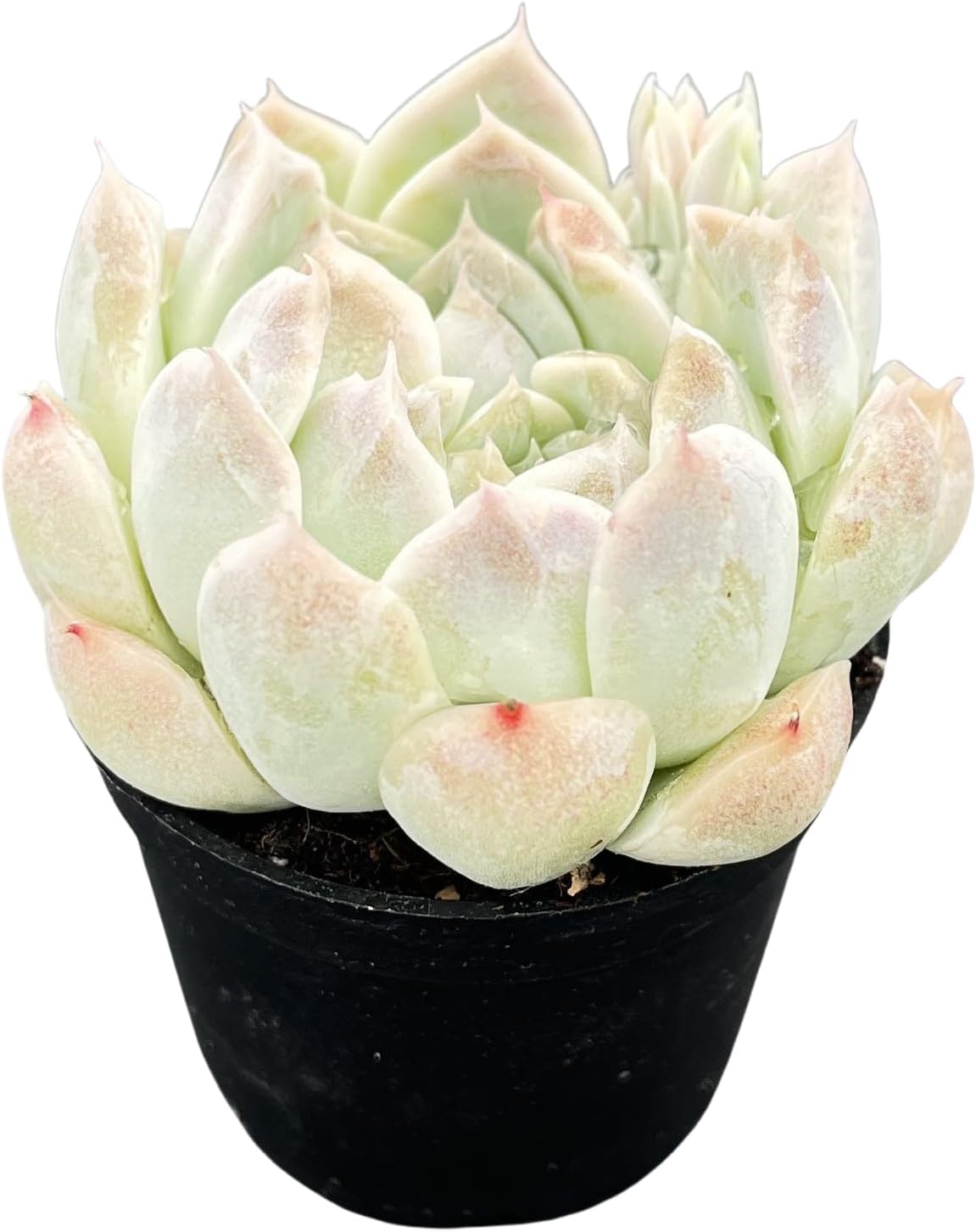 Sprout N Green Echeveria Peach Queen, 1 Live Succulent Plant Fully Rooted in 2" Pot, House Plant for Indoor Outdoor Home Office Wedding Decoration DIY Project Party Favor