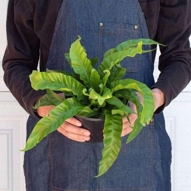 Fern Bird's Nest Hurricane Live Plant for Indoor | Different Houseplants in 4'' & 6'' Pot | Real House Plant for Living Room, Office, Desk & Bathroom | Twisted Asplenium Antiquum