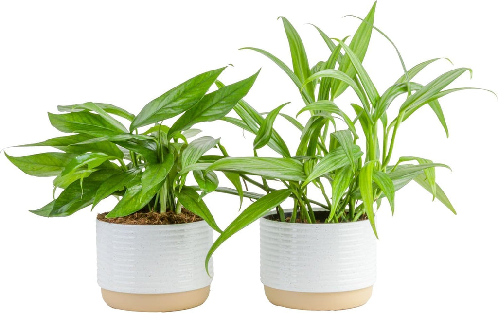 Epipremnum Assortment (Baltic Blue, Amplissimum, Golden Pothos)