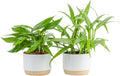 Epipremnum Assortment (Baltic Blue, Amplissimum, Golden Pothos)