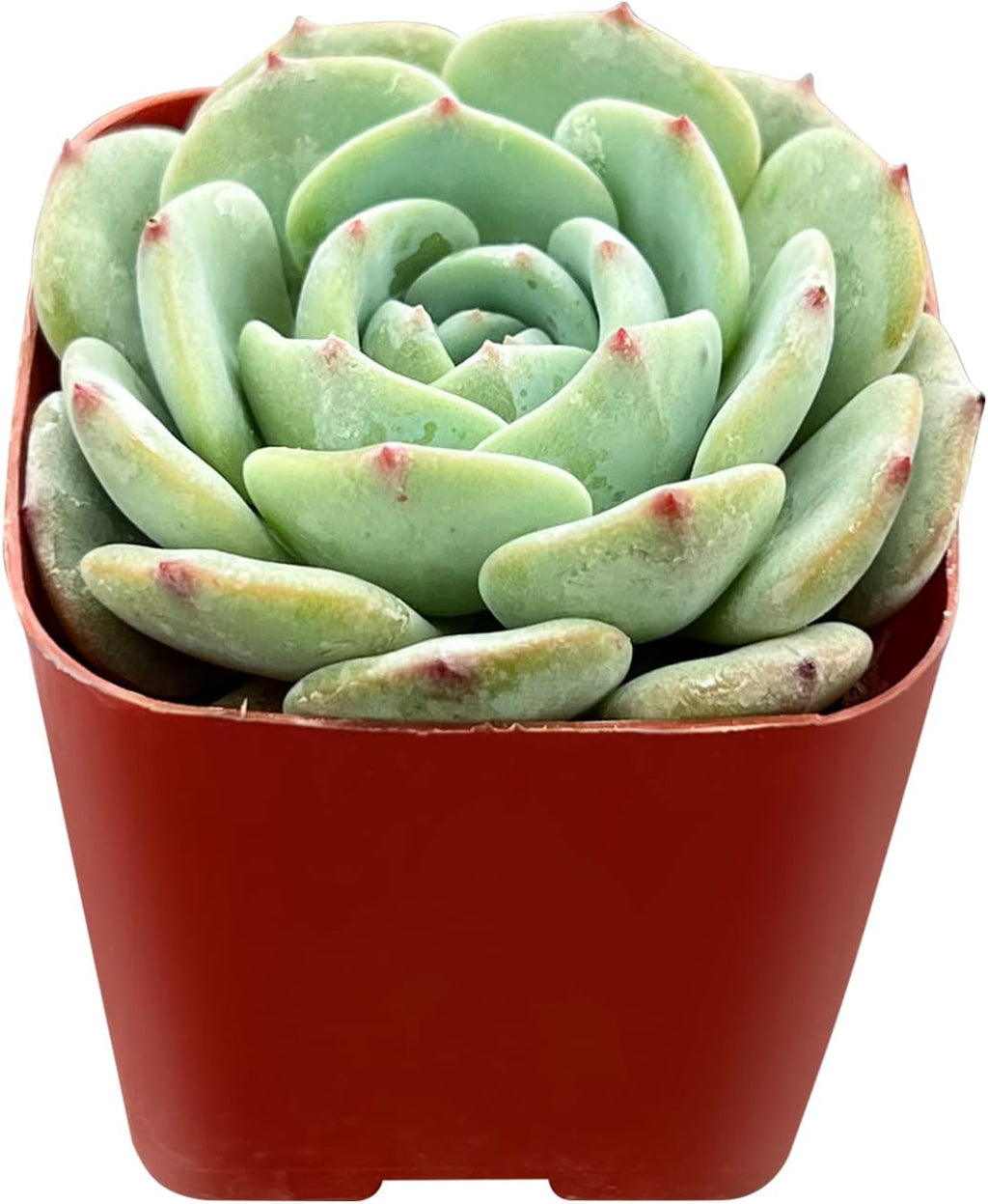 Sprout N Green Echeveria 'Mont Blanc', 1 Live Mini Succulent Plant Fully Rooted in 2 inch Starter Pot, Real House Plant for Indoor Outdoor Home Office Wedding Decoration Party Favor