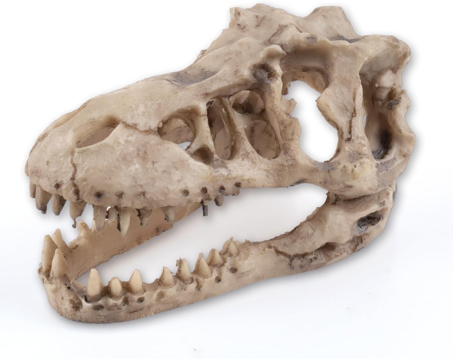 Dinosaur Skull Aquarium Décor - Fish Tank Decoration Hideaway for Fish,Natural Look, 6.3"x4"x4" - Fun Underwater Environment! (6.3")