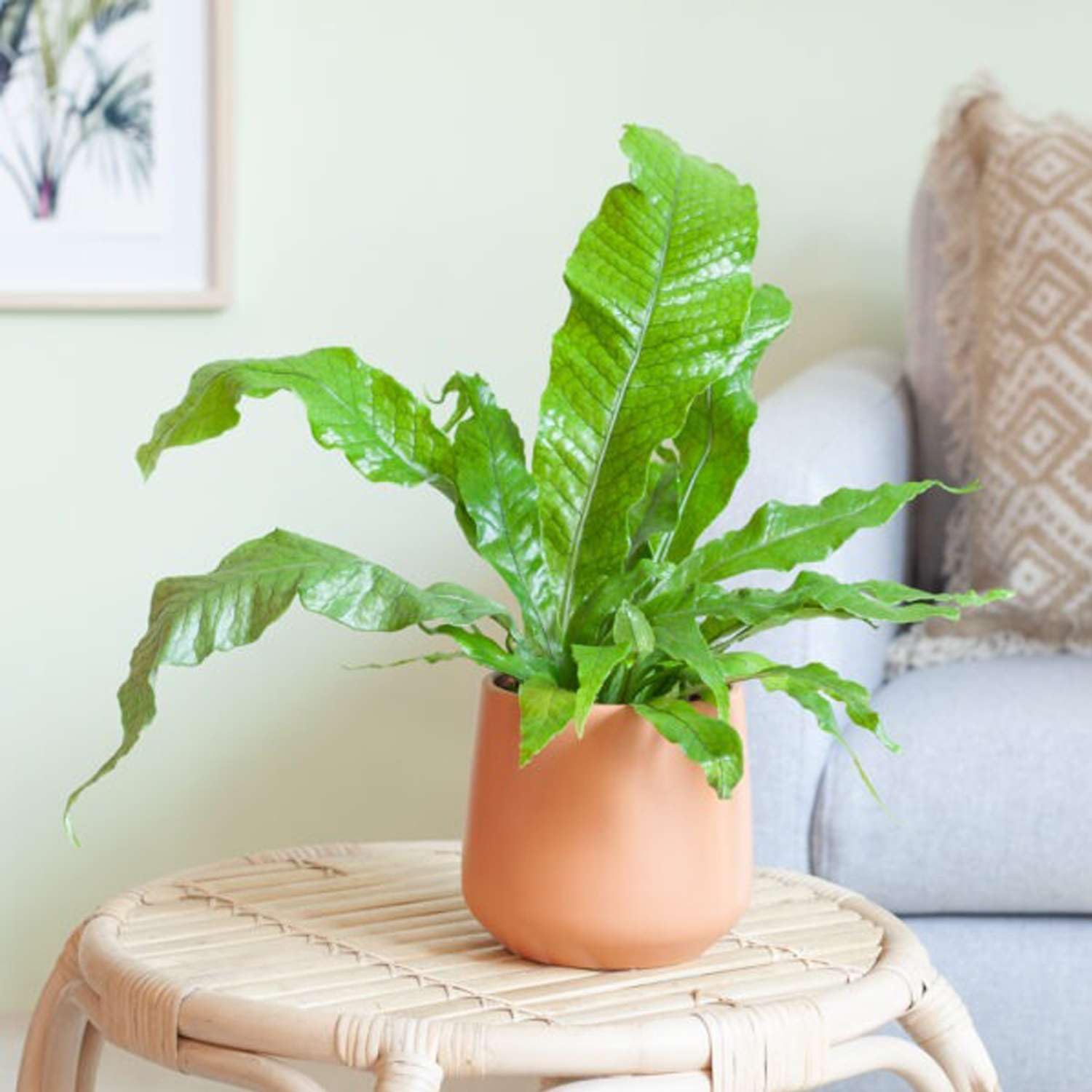 Fern Crocodile Live Plant for Indoor | Different Houseplants in 4'' & 6'' Pot | Real House Plant for Living Room, Office, Desk & Bathroom | Microsorum musifolium