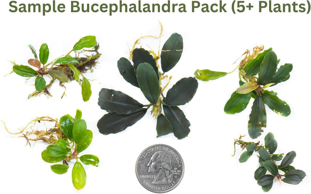 Generic Bucephalandra Live Aquarium Plant Collection - Rare Aquatic Plants for Lush Aquarium Scapes, Natural Freshwater Fish Tank Decorations, Ideal Gift for Aquarists (5 Loose Plants)