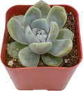 2" Live Succulent Plants Echeveria 'Snow Bunny', Mini Potted Succulents, Easy Care Indoor Houseplant, Unique Gifts, Home Office Décor