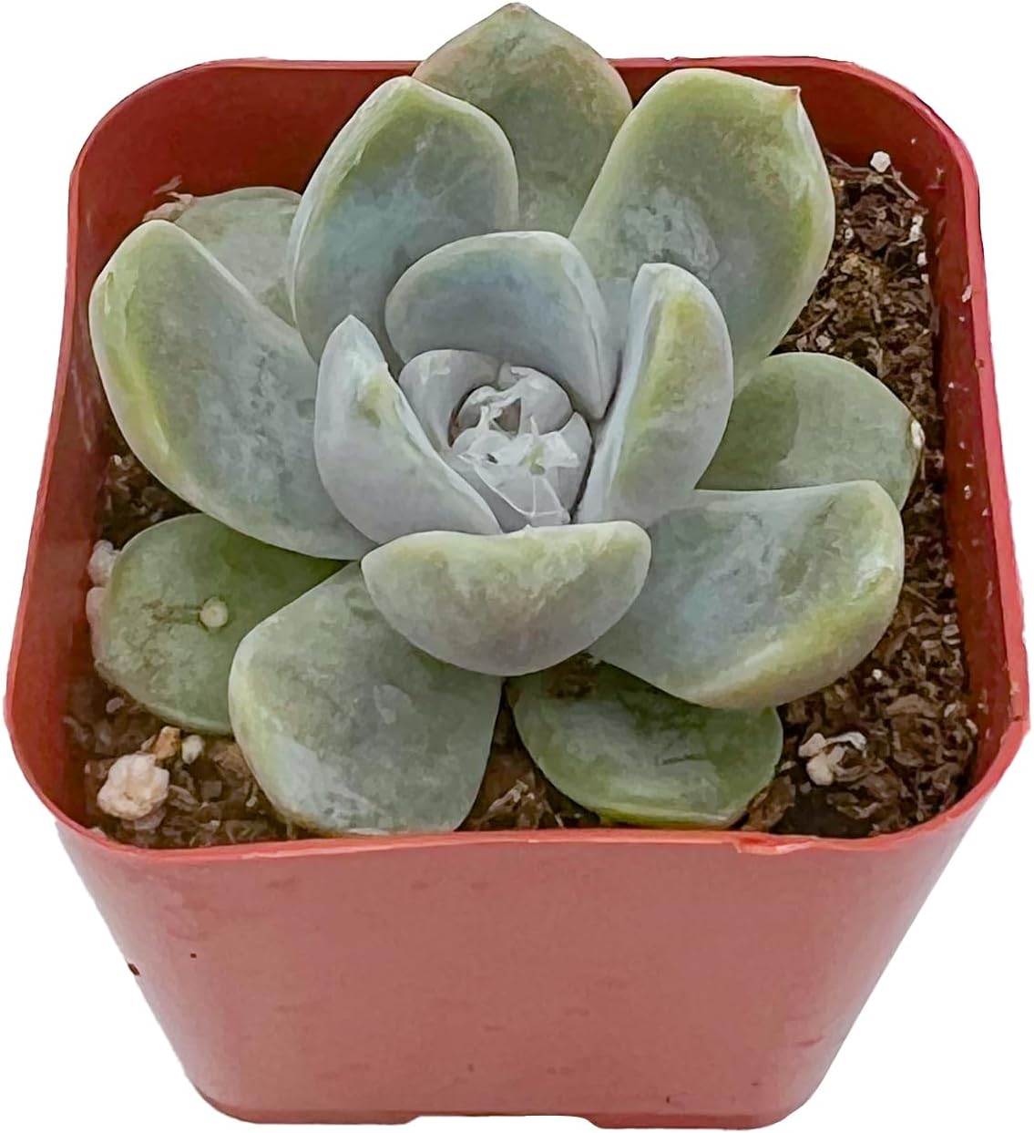 2" Live Succulent Plants Echeveria 'Snow Bunny', Mini Potted Succulents, Easy Care Indoor Houseplant, Unique Gifts, Home Office Décor