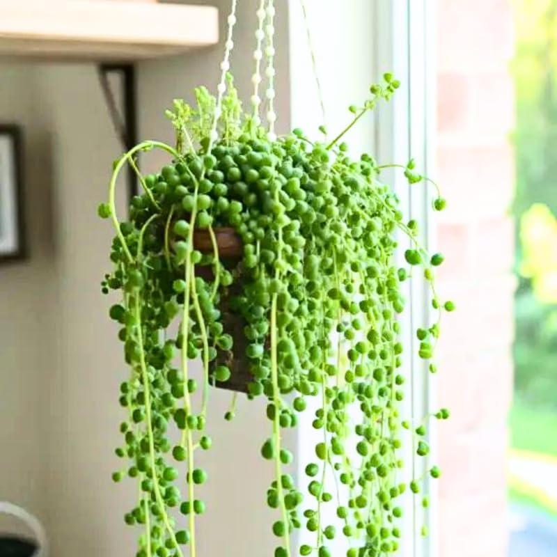 String of Pearls Live Plant, Rare Succulent Houseplant Indoor Home Decoration