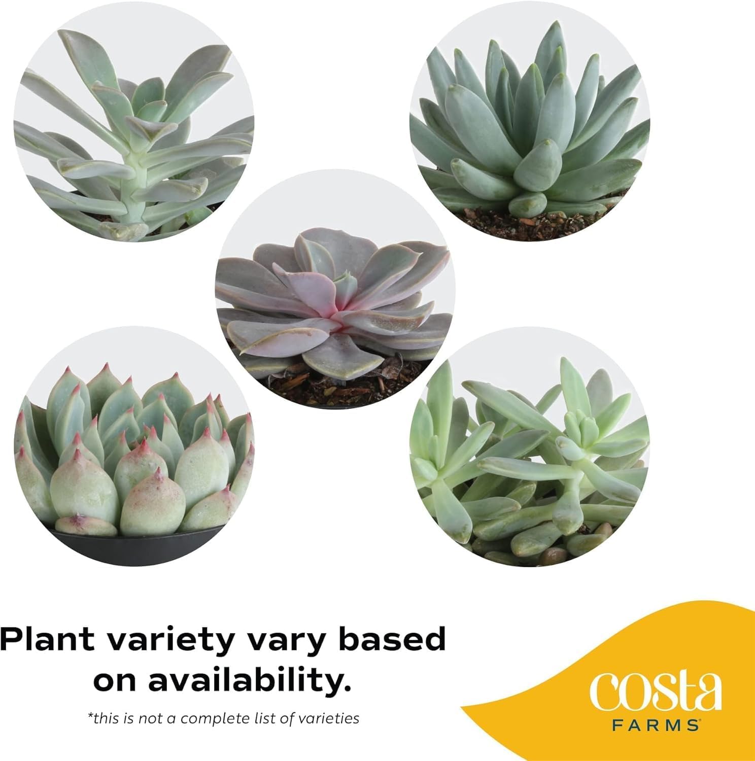 Costa Farms Live Succulent Plant, Easy to Grow Echeveria, Potted Houseplant in Decor Plant Pot, Everyday Gift for Mom, For Wife, From Daughter, Son, Room or Home Decor, 6-Inches Tall