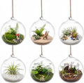 SUPVOX 6pcs Hanging Glass Terrarium Globes - 4 Inch Orb Air Plant Holders for Succulents, Moss & Tea Light Candles | Indoor/Outdoor Home Decor, Wedding Centerpieces, Mini Garden DIY (Clear)