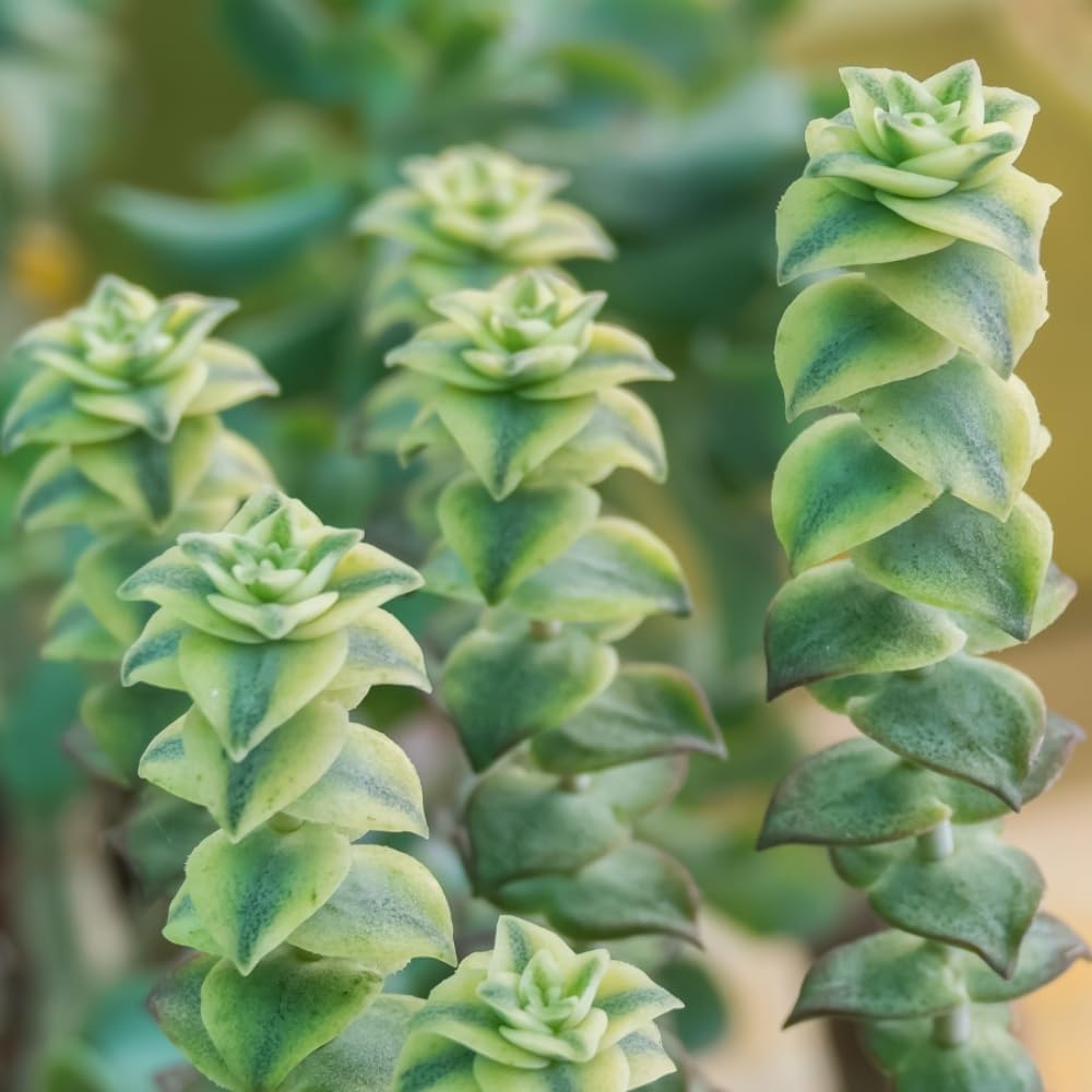 String of Pearls Plant Live 4 Inch Pot, Rare Succulents Plants in Hanging Baskets, Trailing Succulent Houseplant for Home Office (Variegated String of Buttons)
