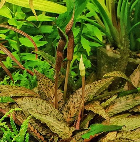 Cryptocoryne Nurii Nano Mini Tissue Culture Freshwater Live Aquarium Plants Decoration