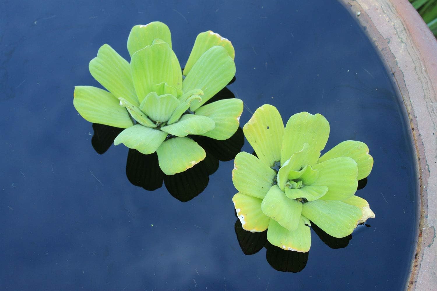 Floating Plants for Water Gardens and Ponds (Water Lettuce) (Water Lettuce, 2, Count)