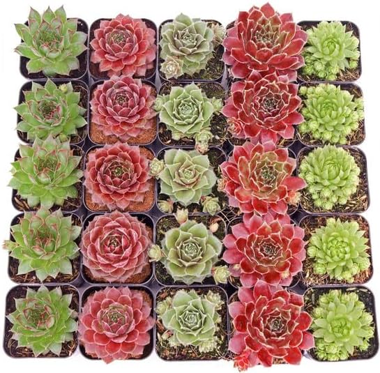 Mountain Crest Gardens Sempervivum Bulk Pack - 25 Live Cold Hardy Plants, 5 of Each Variety, Rooted in 2 Inch Pots - Real Succulents for Outdoor Projects, Landscaping & Resale