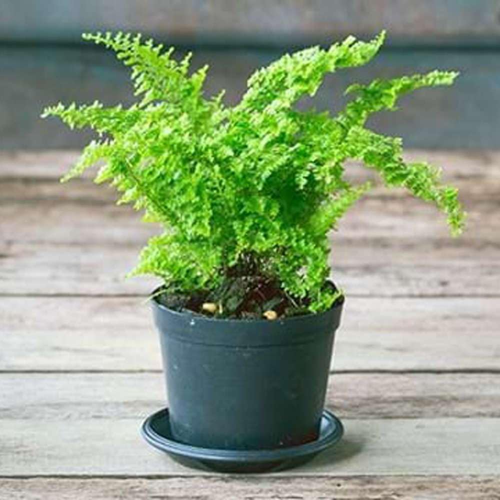 Maidenhair Fern Live Plant for Indoor | Different Houseplants in 4'' & 6'' Pot | Real House Plant for Living Room, Office, Desk & Bathroom | Black Southern | Venus Hair Fern