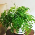 5 Maidenhair Ferns Rhizomes Outdoor Indoor, Live Ferns Roots for Outdoors, 3 to 5 Inc Tall