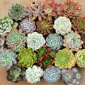 Pack 5 Mix Colorful Succulent Plants, 2" Pot, Assorted Succulents Plants Live for Home, Office, Gifts