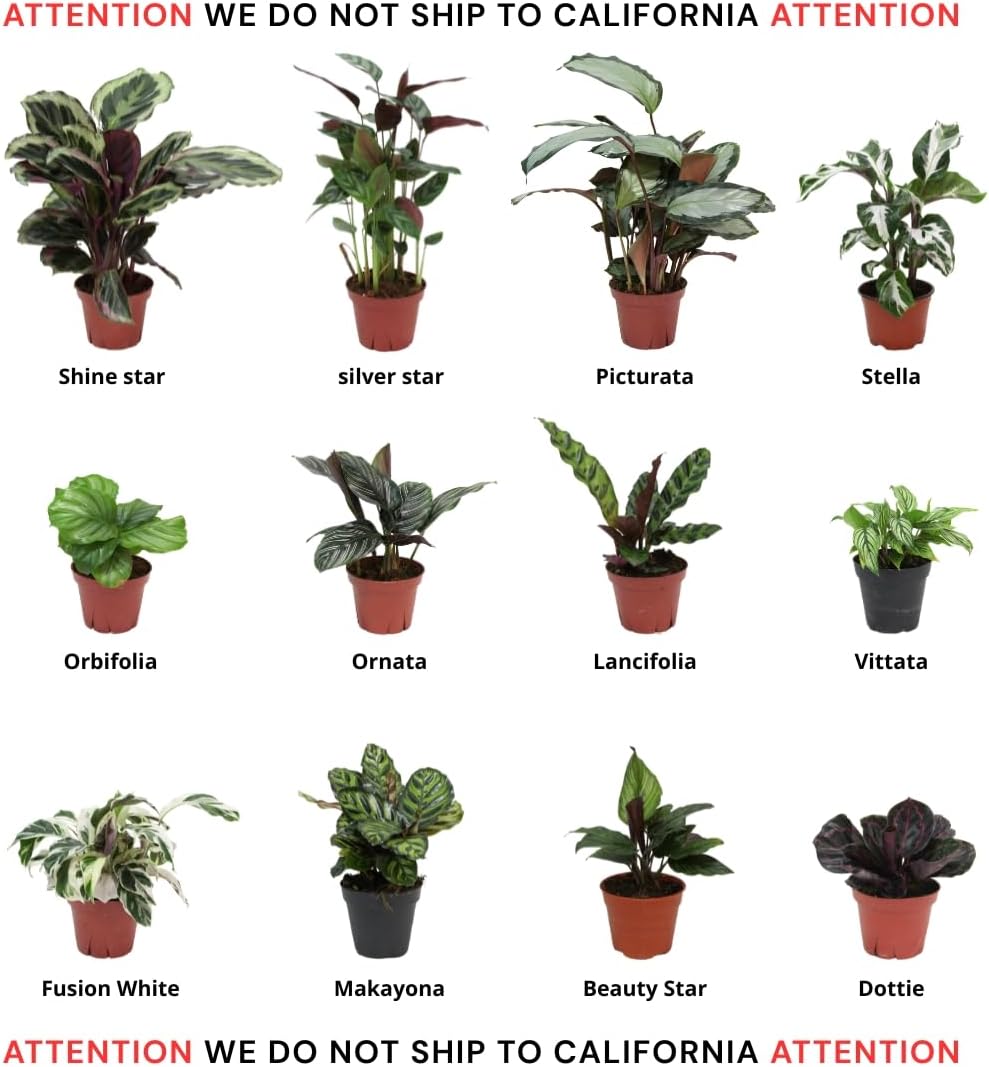 CoollectivePlants Calathea Assorted Collection – Live Indoor Plants in 4" Grower’s Pots (10 Pack), Easy to Grow Beginner Houseplants, Includes UniHeat Pack for Winter Protection