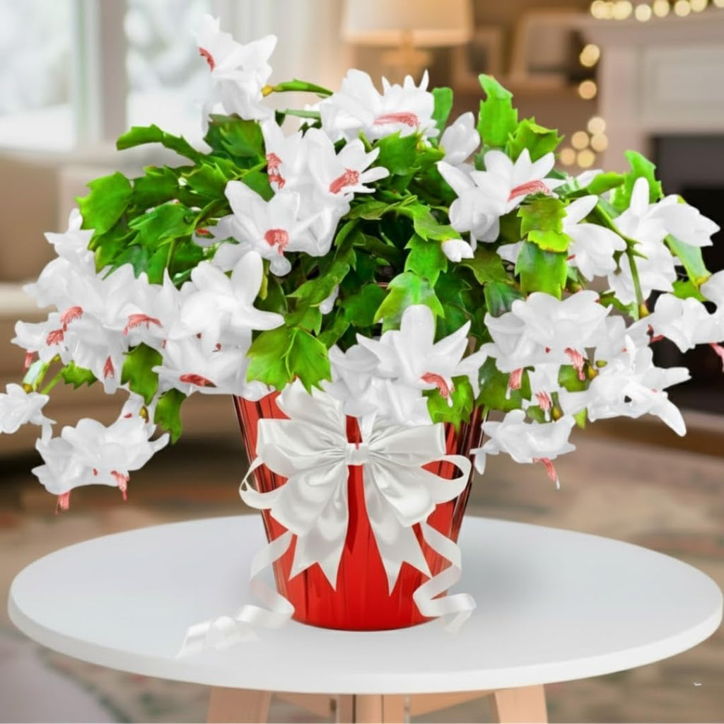 Thanksgiving Cactus Plants Live in 4" Pot, Holiday Christmas Cactus, Colorful Indoor Houseplant, Zygocactus Like, Ready to Bloom (White)