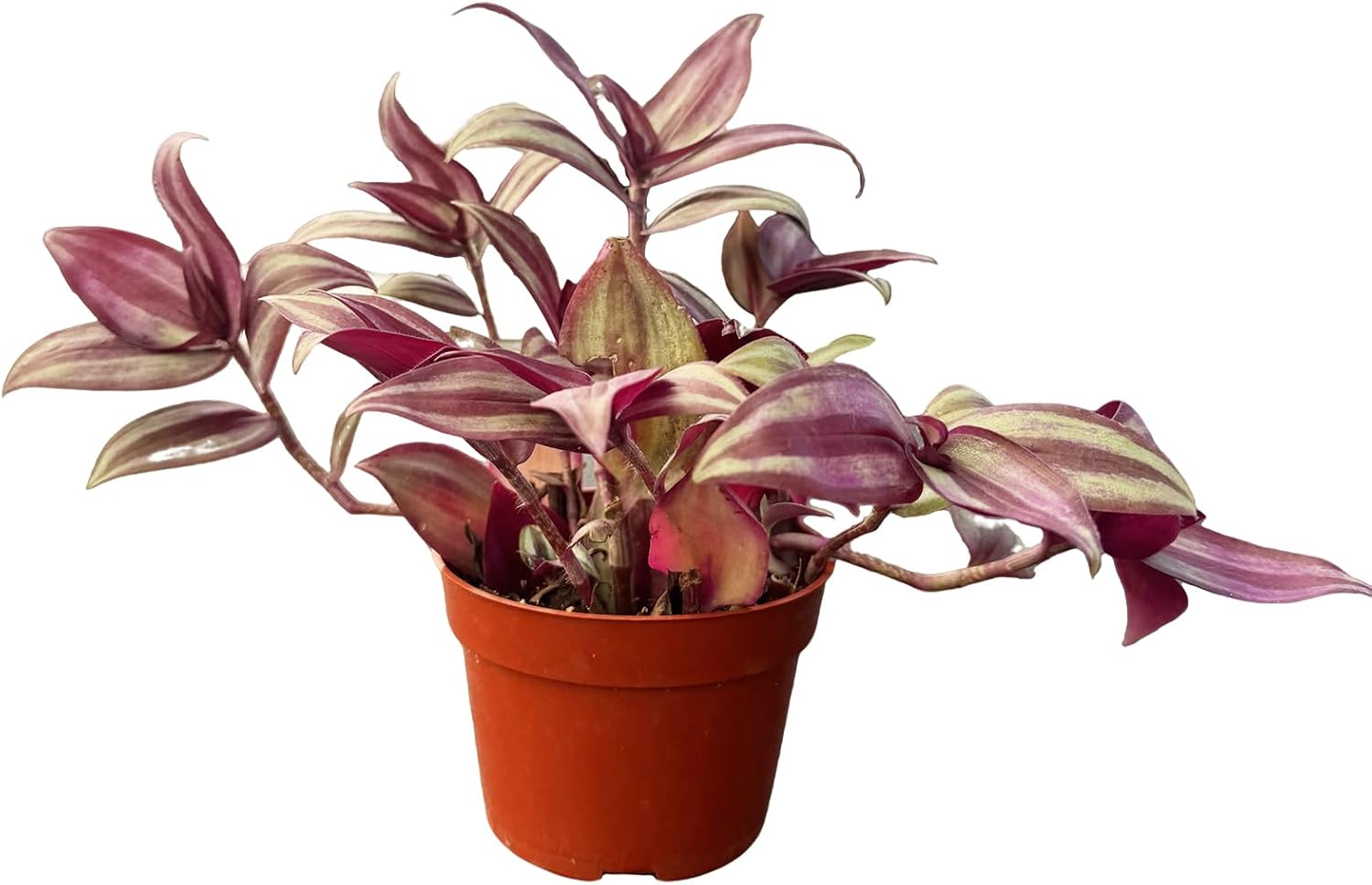 Live Succulent Plants (Inch Plants), Easy Care Houseplant for Home and Office Decor, Great Gift for Housewarming, Birthday, Thanksgiving