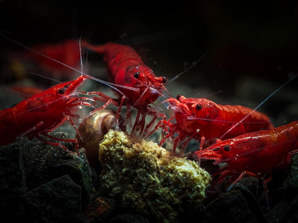 7 Orange & 7 Yellow & 7 Fire Red Three Mix Colors Live Shrimps Freshwater Shrimp High Grade Live Shrimps – Freshwater Shrimp Aquarium Inverts – with Live Arrival Guarantee (Pack of 21+)