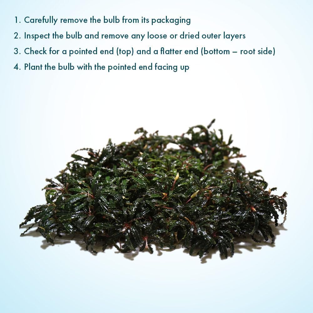 SubstrateSource Live Plants – Bucephalandra Belindae (Bucephalandra belindae) – Low to Medium Light, Dark Iridescent Green Color, Foreground to Midground Placement, Rhizome Growth - Loose, 1 Pack