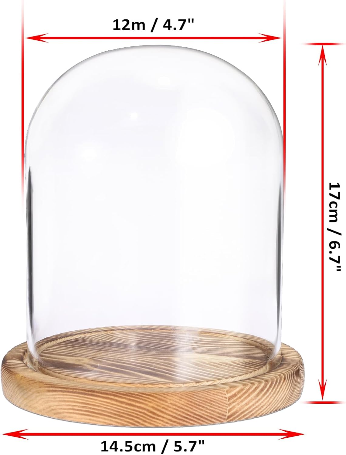 JUXYES Glass Display Dome Cloche with Solid Wood Base, Clear Dome Bell Terrarium Jar Glass Cloche Bell Jar Display for Plants, Collectibles and Figurines