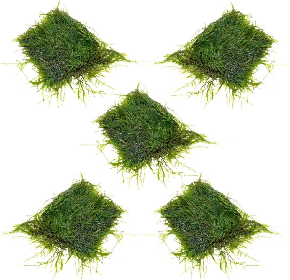 SubstrateSource Live Aquarium Plants on Driftwood, Lava Rock, Moss, Fiber Mat - Freshwater Fish Tanks - Easy, Beginner Friendly (Java Moss on Stainless Steel, (5 Pack))