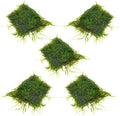 SubstrateSource Live Aquarium Plants on Driftwood, Lava Rock, Moss, Fiber Mat - Freshwater Fish Tanks - Easy, Beginner Friendly (Java Moss on Stainless Steel, (5 Pack))