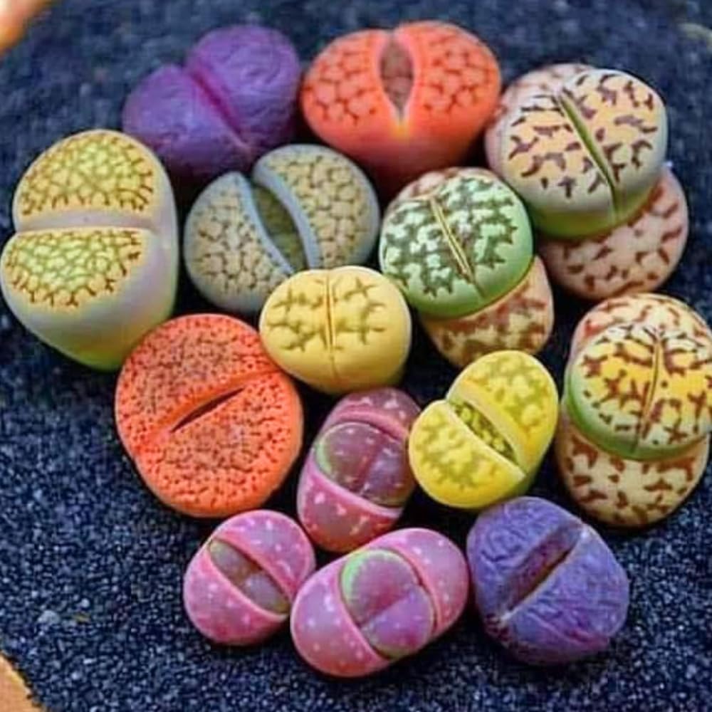 20 Multicolor Lithops Plants Live, Mix Lithops Succulents Plants Live, Rare Living Stones Indoor Outdoor Plant, Bare Root Without Pot and Soil
