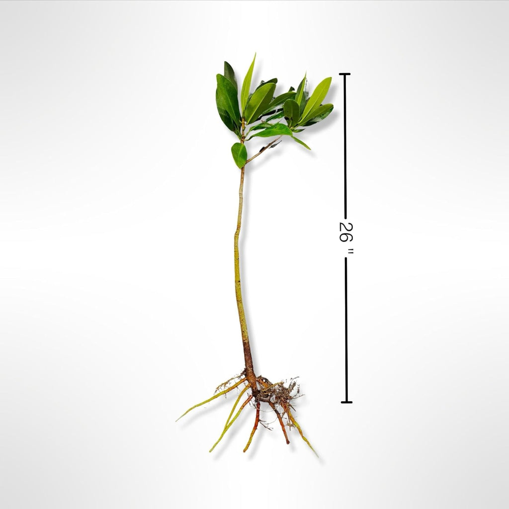 Generic AquaGardens | Red Mangrove - Live Plant (Large), Green