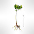 Generic AquaGardens | Red Mangrove - Live Plant (Large), Green