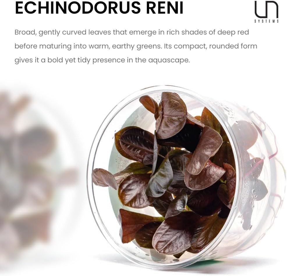 Ultum Nature Systems Live Tissue Culture - Echinodorus 'Reni' (Echinodorus reni) - Easy - Medium to High Light - Red and Green Accent - Midground - 100% Snail Free Grown in-Vitro - Small Cup