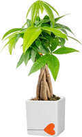 Costa Farms Money Tree Live Plant in Decorative Pot, Air Purifying Indoor Houseplant, Perfect for Home, Room, or Office Decor, Great House Warming or Birthday Gift, 8-10 Inches Tall