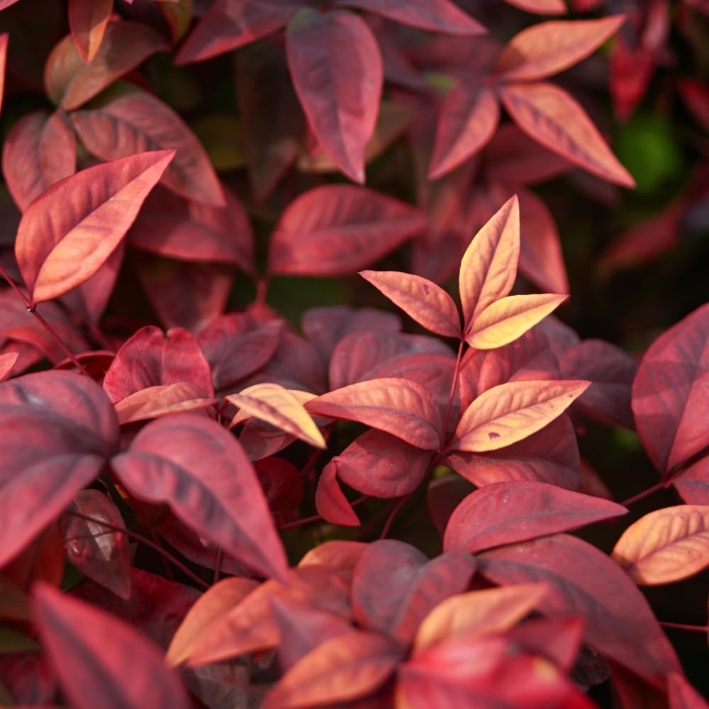 Dwarf Nandina Shrub, Ornamental Nandina Live Plant for Growing, Dormant in Winter (2.5 Inch)