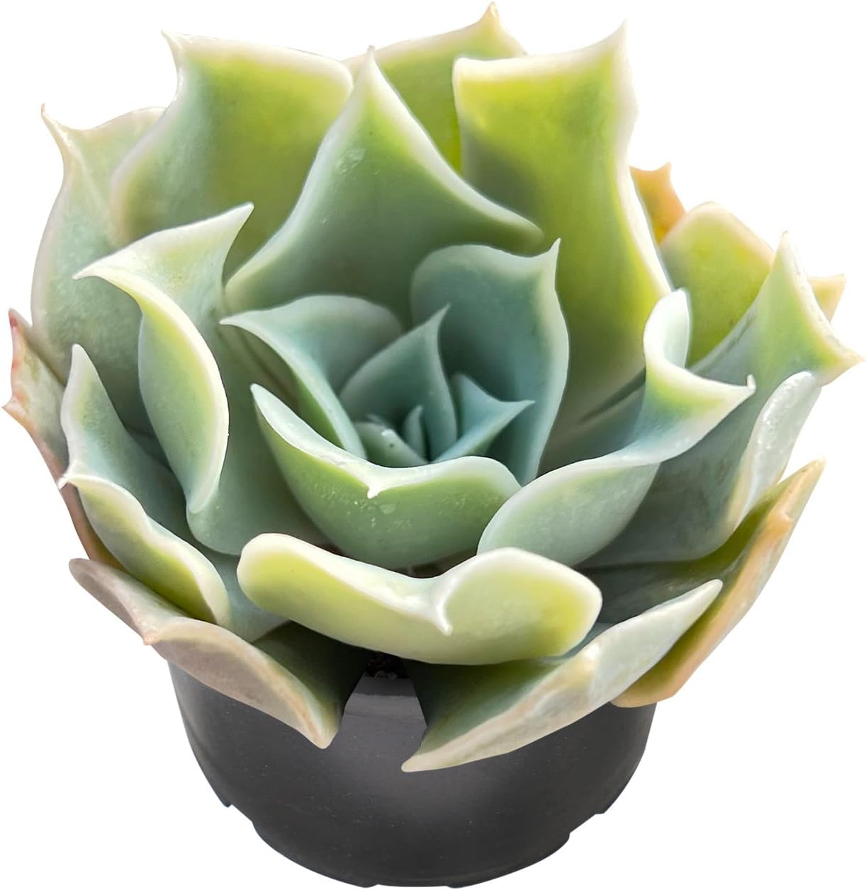 Sprout N Green Echeveria Desert Camels, Rare Live Succulent Plant Fully Rooted in 2" Planter with Soil, Home Office Indoor Outdoor Wedding Decoration DIY Projects Party Favor