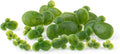 Framendino, 36 Pack Artificial Mini Duckweed with Root Plastic Floating Fish Plants for Aquarium Tank Decor
