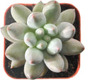 Sprout N Green xPachyveria 'Angel's Finger' in 2 inch Starter Pot, Rare Live Succulent Plant Fully Rooted in Planter, Home Office Indoor Outdoor Wedding Decoration DIY Projects Party Favor