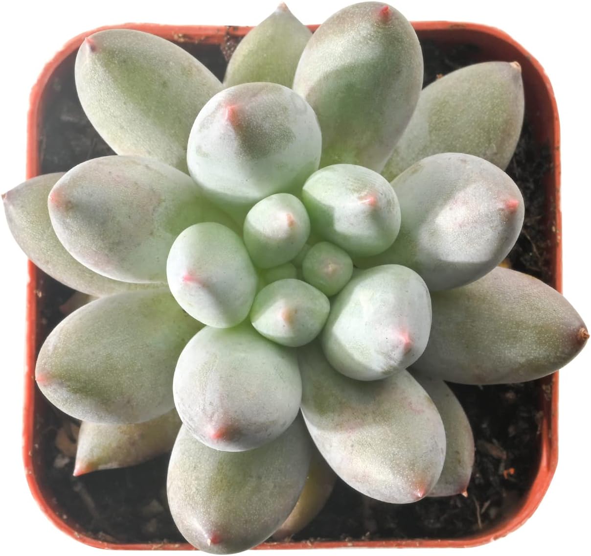 Sprout N Green xPachyveria 'Angel's Finger' in 2 inch Starter Pot, Rare Live Succulent Plant Fully Rooted in Planter, Home Office Indoor Outdoor Wedding Decoration DIY Projects Party Favor